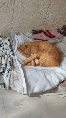 Kızıl kedi uyuyor, evcil hayvanlar, hayvanlar. Yüksek kalite fotoğraf