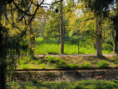 Ormandaki ağaçlar, bitki, yeşil yapraklar yazın doğa manzarası botanik bahçesi, Tskaltubo Georgia. Yüksek kalite fotoğraf