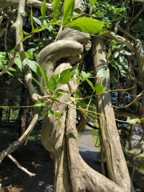 Gövde dalları ve eski ağaç oyukları, desen yeşili doğa bitkileri yaz, botanik, botanik bahçesi bitkileri. Yüksek kalite fotoğraf
