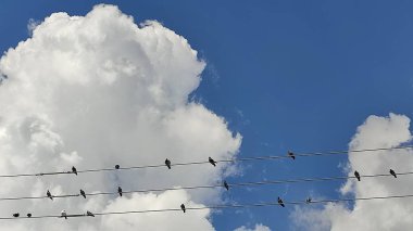 Mavi gökyüzü beyaz bulutlar arka planda doğa hava hava hava durumu, kuş güvercinler tellerin üzerinde oturuyor. Yüksek kalite fotoğraf