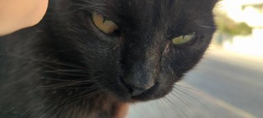 Kara kedi portresi, hayvan, hayvan, kedi, evcil hayvanlar. Yüksek kalite fotoğraf