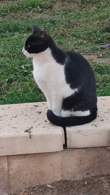 Kara kedi portresi, hayvan, hayvan, kedi, evcil hayvanlar. Yüksek kalite fotoğraf
