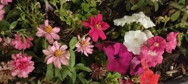 Pembe beyaz çiçekler, bitkiler yeşil yapraklar, doğa çiçekli yatak, geceleri arka plan. Yüksek kalite fotoğraf