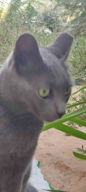 Gri kedi, evcil hayvan, hayvan evcil hayvan, portre, dışarıdaki doğa sokağı, üreme. Yüksek kalite fotoğraf