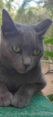 Gri kedi, evcil hayvan, hayvan evcil hayvan, portre, dışarıdaki doğa sokağı, üreme. Yüksek kalite fotoğraf