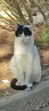 Sokaktaki siyah beyaz kedi, evcil hayvanlar, evcil hayvanlar. Yüksek kalite fotoğraf