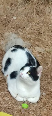 Dışarıda oturan siyah beyaz kedi, evcil hayvanları besliyor. Yüksek kalite fotoğraf