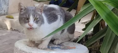 Dışarıda oturan siyah beyaz kedi, evcil hayvan portresi, evcil hayvanlar. Yüksek kalite fotoğraf