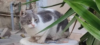 Dışarıda oturan siyah beyaz kedi, evcil hayvan portresi, evcil hayvanlar. Yüksek kalite fotoğraf