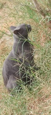 Gri kedi bakışı, dışarıda oturan, evcil hayvanları besleyen, doğa yeşili çimen caddesi. Yüksek kalite fotoğraf
