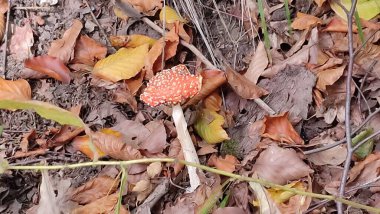 Ormanda kızıl mantarlar uçar, sonbahar yaprakları bitki örtüsü bırakır. Yüksek kalite fotoğraf