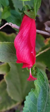 Kırmızı çiçek yeşili yaz bitkisini terk eder. Yüksek kalite fotoğraf