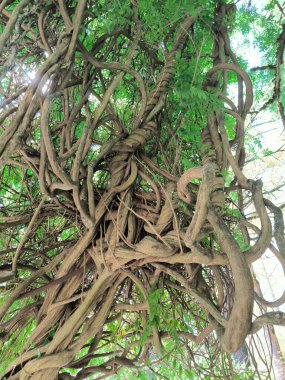 Eski ağaç dallarının gövdesi ve oyuğu, yeşil yapraklar kahverengi doku yaz bitkileri, botanik, botanik bahçesi bitki parkı. Yüksek kalite fotoğraf