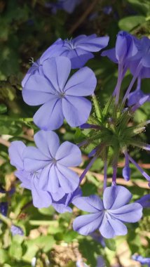 Mor çiçekler yeşil yapraklar doğal çalı manzarası yaz, botanik bahçesi bitki örtüsü. Yüksek kalite fotoğraf