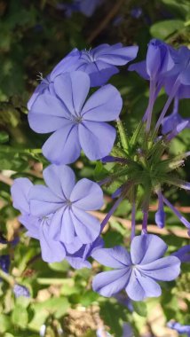 Mor çiçekler yeşil yapraklar doğal çalı manzarası yaz, botanik bahçesi bitki örtüsü. Yüksek kalite fotoğraf