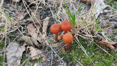 Turuncu yabani mantarlar yeşil yapraklar doğal yaz arkaplanı. Yüksek kalite fotoğraf