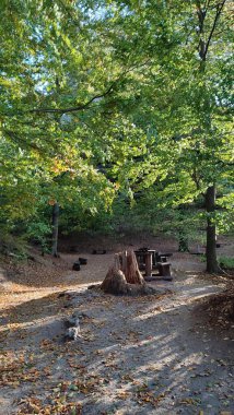 Manzaranın arka planında orman sonbahar yolu yaz ağaçları mavi gökyüzünü terk eder. Yüksek kalite fotoğraf