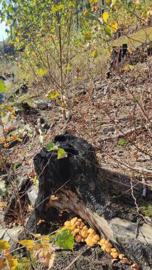 Ormanda kahverengi mantarlar, sonbaharda kuru yeşil yapraklar. Yüksek kalite fotoğraf