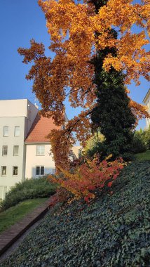 22 Ekim 2024 Hradec Kralove, Çek Cumhuriyeti Avrupa, Kralov bölgesi, Kralovehradecky Kraj, Ağaç Sonbahar yamacı. Yüksek kalite fotoğraf