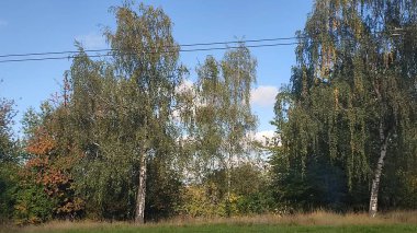 Mavi gökyüzü ağaçları arka plan doğa parkı yaz mevsimi ormanı. Yüksek kalite fotoğraf 