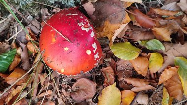 Ormanda kızıl mantarlar uçar, sonbahar yaprakları bitki örtüsü bırakır. Yüksek kalite fotoğraf