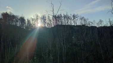 manzara arka plan orman yeşil bitkiler sonbahar yaz ağaçları mavi gökyüzü ışıkları bırakır yüksek kaliteli fotoğraf