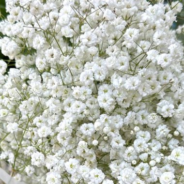 Beyaz çiçek bahçesi bitkisel yeşil yapraklar yaz mevsiminde çiçek açar. Yüksek kalite fotoğraf