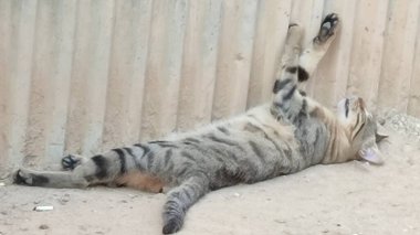 Giriş binası duvarları, merdivenler, parmaklıklar, kedi yavrusu bir. Yüksek kalite fotoğraf