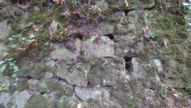 Yosunlu taş duvar dokusu arka plan doğa yaz mevsimi yeşil yaprakları. Yüksek kalite fotoğraf