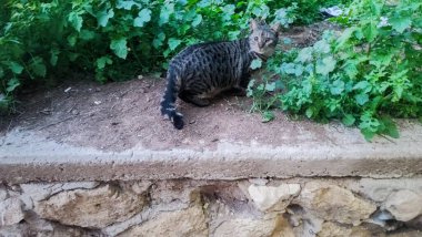 Gri kedi yeşil doğa parkı yazlık hayvan sokağı. Yüksek kalite fotoğraf