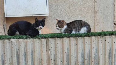 Yeşil çimlerde oturan kedi evcil hayvanları açık kapı sokak siyah beyaz hayvan doğası. Yüksek kalite fotoğraf