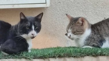 Kediler evcil kediler yeşil çimlerde oturuyor açık kapı sokak siyah beyaz hayvan doğası. Yüksek kalite fotoğraf