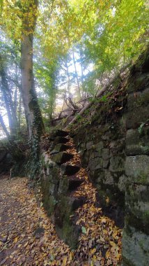 Taş yosunlu yosunlar, güz ağacı ormanlarının arka planında ağaçlar bırakır. Yüksek kalite fotoğraf