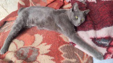 Gri beyaz kedi kırmızı bir battaniyenin üzerinde uyur, sevimli hayvanlar. Yüksek kalite fotoğraf