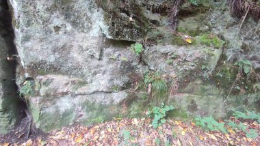 Yosunlu taş duvar dokusu arka plan doğa yaz mevsimi yeşil yaprakları. Yüksek kalite fotoğraf