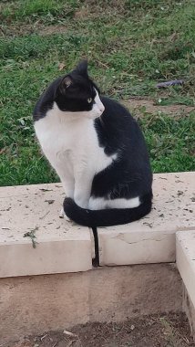 Yeşil çimlerde oturan kedi evcil hayvan açık kapı sokak siyah beyaz hayvan doğası. Yüksek kalite fotoğraf