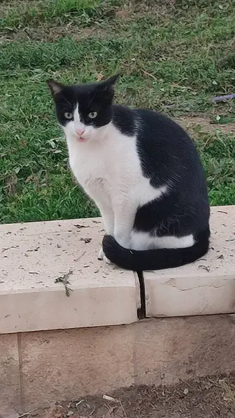 Yeşil çimlerde oturan kedi evcil hayvan açık kapı sokak siyah beyaz hayvan doğası. Yüksek kalite fotoğraf