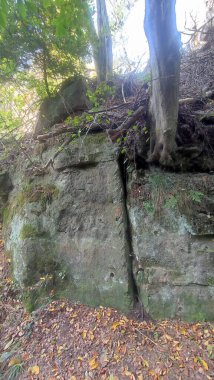 Ağaçlar kayalık uçurum sonbahar doğa turizmi yaz gündüz parkı seyahat eder ve orman manzarası çeker. Yüksek kalite fotoğraf