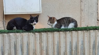 Yeşil çimlerde oturan kedi evcil hayvanları açık kapı sokak siyah beyaz hayvan doğası. Yüksek kalite fotoğraf
