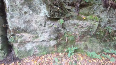 Yosunlu taş duvar dokusu arka plan doğa yaz mevsimi yeşil yaprakları. Yüksek kalite fotoğraf