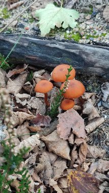 Orman portakalı yabani mantarlar yeşil yapraklar yaz arkaplanı sonbahar parkı yaprakları ahşap. Yüksek kalite fotoğraf