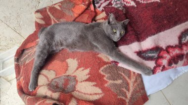 Gri beyaz kedi battaniyenin üzerinde uyur, sevimli hayvanlar. Yüksek kalite fotoğraf