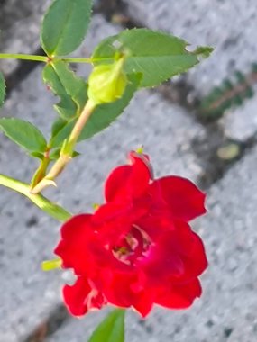 kırmızı çiçek, çiçekler gül, taç yaprakları yeşil yapraklar, botanik bahçesi çiçek çeşitleri güzel doğa. Yüksek kalite fotoğraf