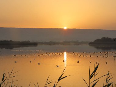 Sakin bir su kütlesinin üzerinde kuşların yüzeyi noktaladığı güneşin doğuşunun nefes kesici bir fotoğrafı. Sabah ışığının altın renkleri suyu yansıtır. Şafak vakti doğanın güzelliğini yansıtan huzurlu ve resmedilmiş bir sahne yaratır..