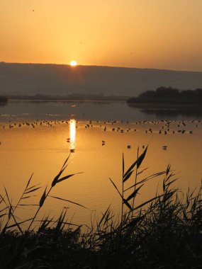 Serin bir su kütlesinin üzerinde gün doğumunun çarpıcı dikey fotoğrafı. Kuşlar tüm yüzeye yayılmış. Güneşin doğuşunun sıcacık, altın ışığı suda yansıtıcı bir parıltı yaratarak sabahın erken saatlerindeki huzuru vurguluyor..