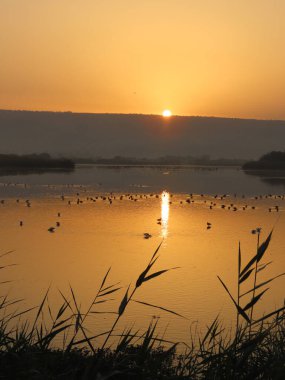Serin bir su kütlesinin üzerinde gün doğumunun çarpıcı dikey fotoğrafı. Kuşlar tüm yüzeye yayılmış. Güneşin doğuşunun sıcacık, altın ışığı suda yansıtıcı bir parıltı yaratarak sabahın erken saatlerindeki huzuru vurguluyor..