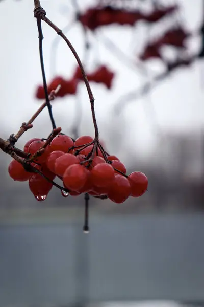 Yağmurda Viburnum çalısı