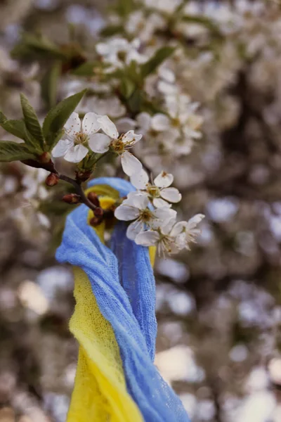 Kiraz çiçeğinin etrafına sarılmış mavi ve sarı bir kurdele.