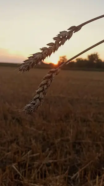 Batıda iki mısır tanesi
