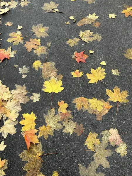 Sonbahar yaprakları yerde.